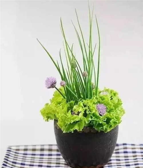 蔬菜水果插花,你不知道的美