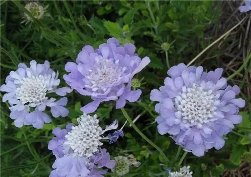 8種開花五顏六色的盆栽花卉花期半年以上
