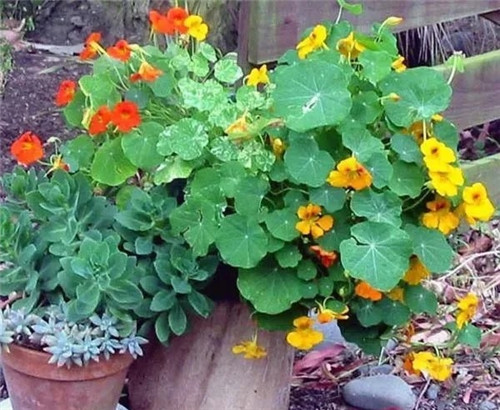 8種開花五顏六色的盆栽花卉花期半年以上