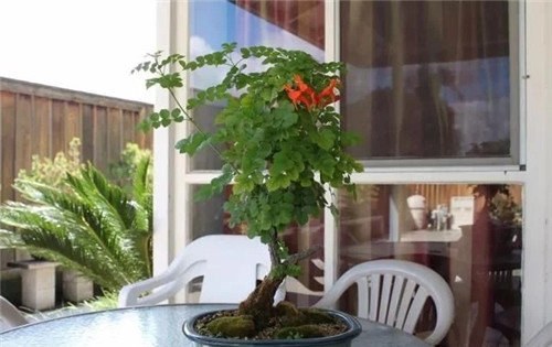 8種開花五顏六色的盆栽花卉花期半年以上