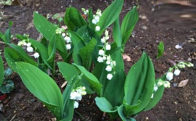 風(fēng)鈴草——花量大,氣味香甜,花漂亮