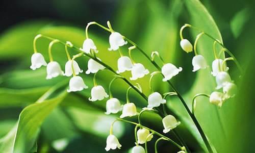 風(fēng)鈴草——花量大,氣味香甜,花漂亮