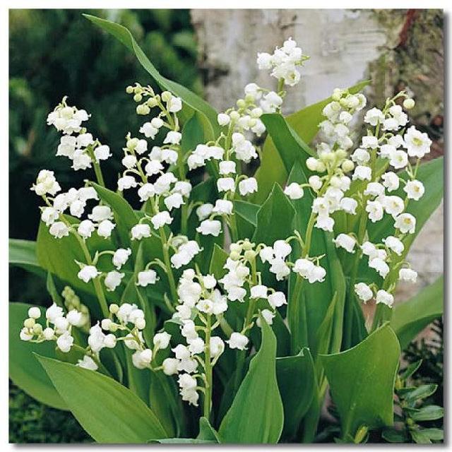 風(fēng)鈴草——花量大,氣味香甜,花漂亮