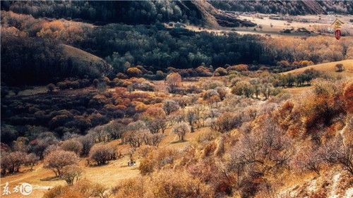 北方最大的森林公園——塞罕壩森林公園