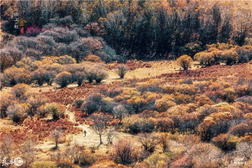北方最大的森林公園——塞罕壩森林公園