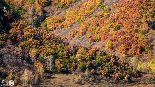 北方最大的森林公園——塞罕壩森林公園