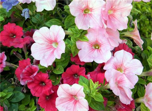 這8種夏天開花植物，越曬太陽，開花越猛