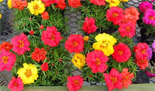 這8種夏天開花植物，越曬太陽，開花越猛