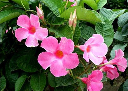 這8種夏天開花植物，越曬太陽，開花越猛