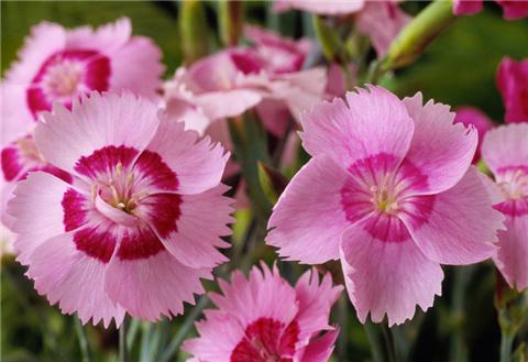 這8種夏天開花植物，越曬太陽，開花越猛