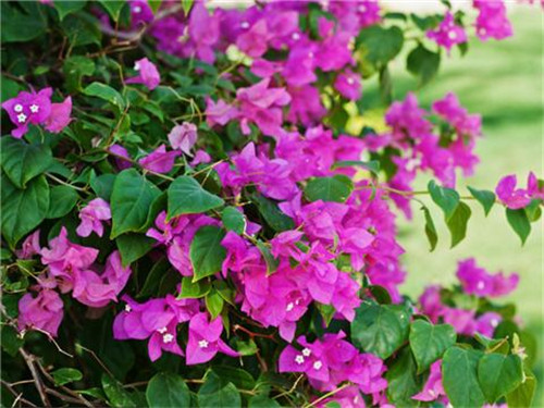 這8種夏天開花植物，越曬太陽，開花越猛