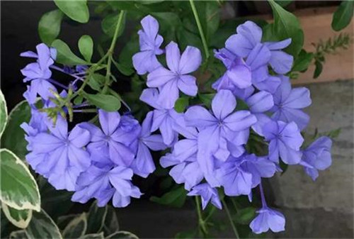 這8種夏天開花植物，越曬太陽，開花越猛