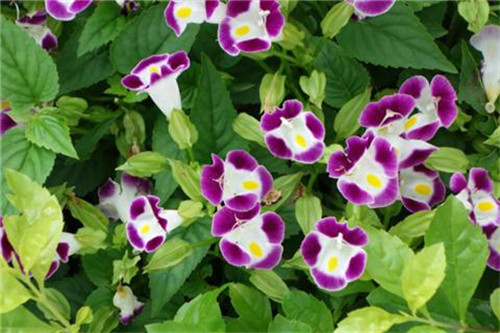 這8種夏天開花植物，越曬太陽，開花越猛