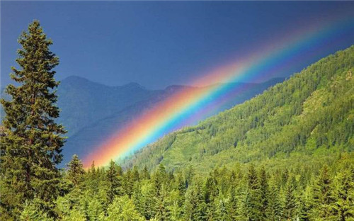 世界最高的樹木，至今生長原因成謎