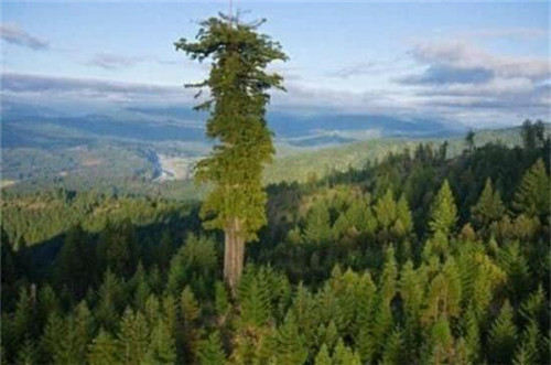 世界最高的樹木，至今生長原因成謎