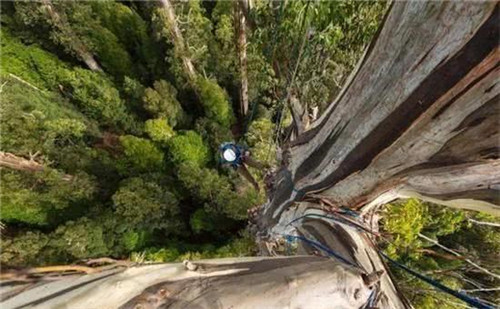 世界最高的樹木，至今生長原因成謎