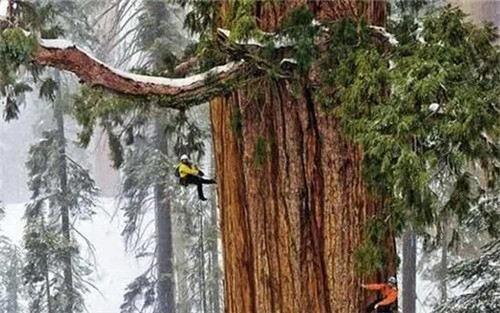 世界最高的樹木，至今生長原因成謎