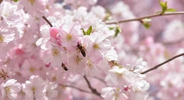 日本科學(xué)家成功研制出樹木釀造的酒精飲料