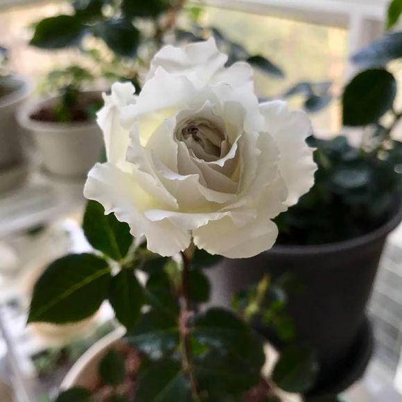 最香的盆栽花卉,花朵特別,花色素雅