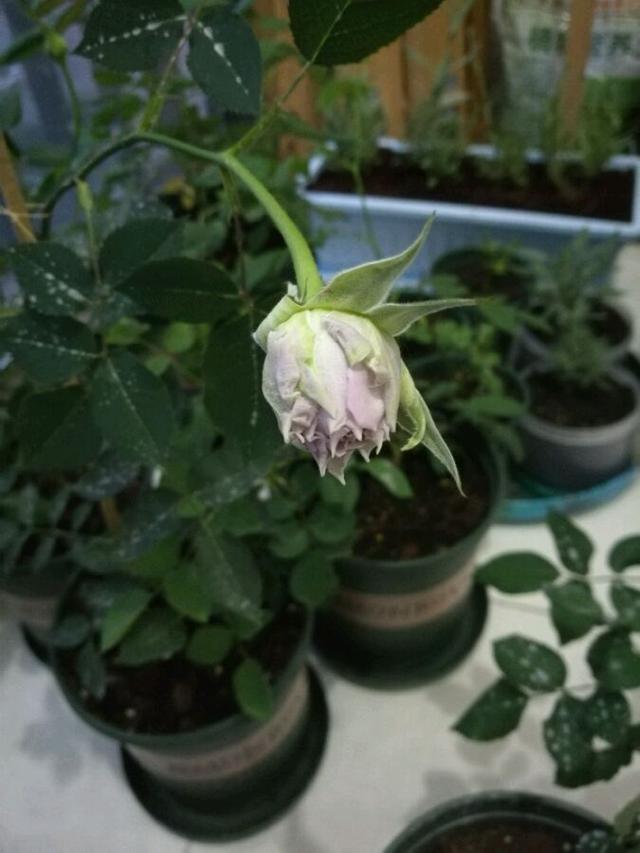 最香的盆栽花卉,花朵特別,花色素雅