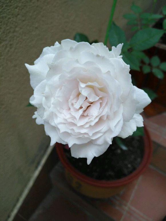 最香的盆栽花卉,花朵特別,花色素雅