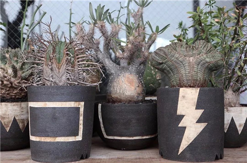 日本人對于瀕危植物的關注度遠高于櫻花