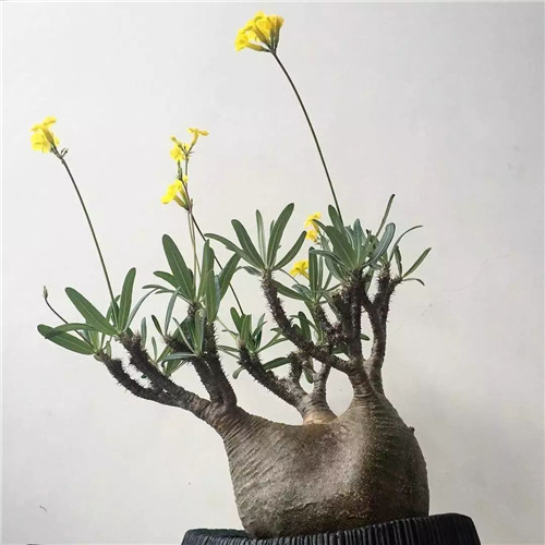 日本人對于瀕危植物的關注度遠高于櫻花