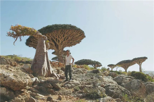 日本人對于瀕危植物的關注度遠高于櫻花