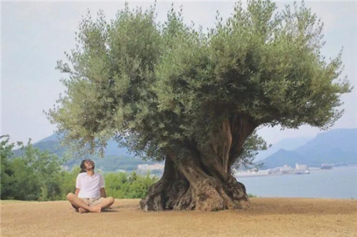 日本人對于瀕危植物的關注度遠高于櫻花