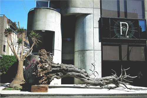 日本人對于瀕危植物的關注度遠高于櫻花