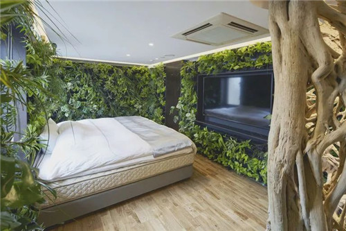 日本人對于瀕危植物的關注度遠高于櫻花