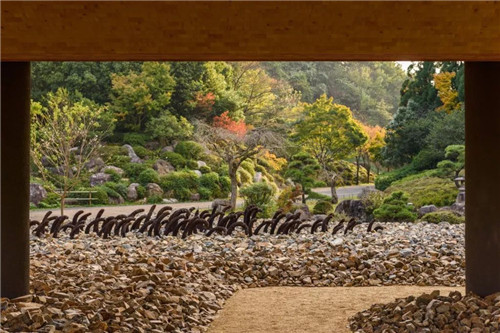 日本人對于瀕危植物的關注度遠高于櫻花