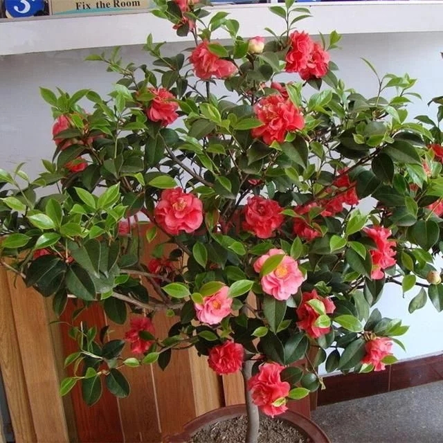 常見的旺家花卉,家里有嗎