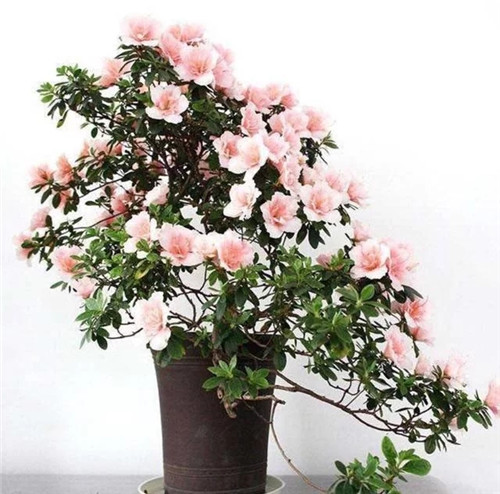 常見的旺家花卉,家里有嗎