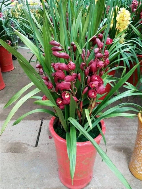 常見的旺家花卉,家里有嗎