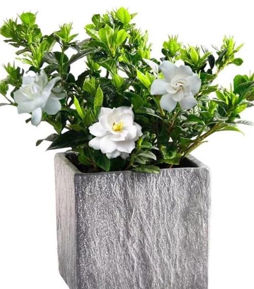 常見的旺家花卉,家里有嗎