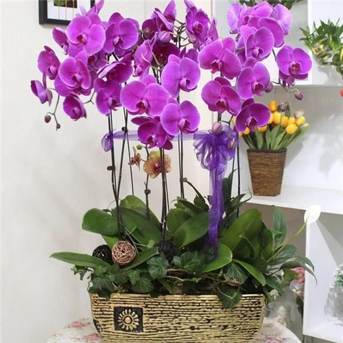 常見的旺家花卉,家里有嗎