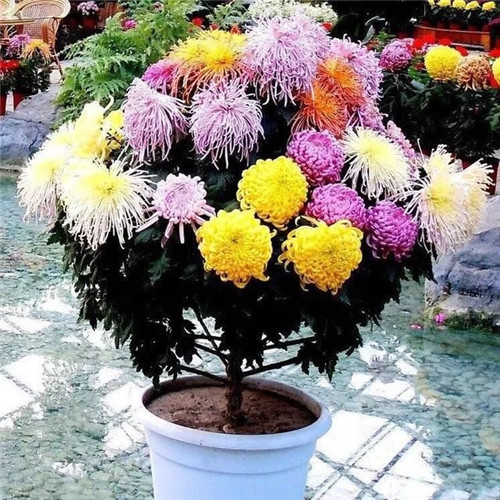 常見的旺家花卉,家里有嗎