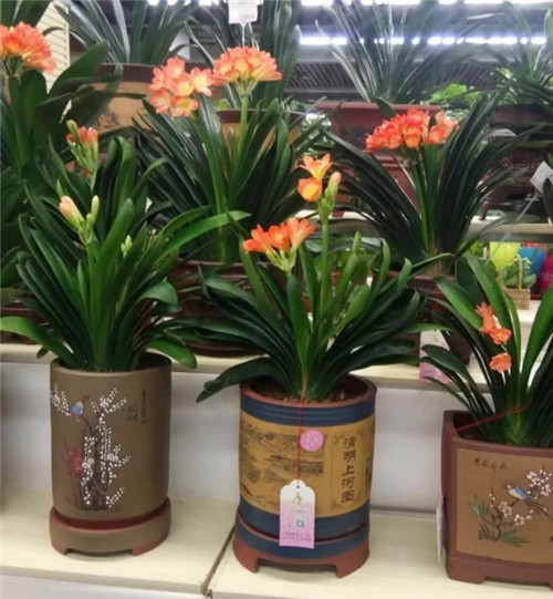 常見的旺家花卉,家里有嗎