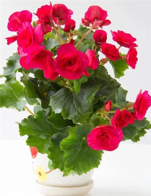 常見的旺家花卉,家里有嗎