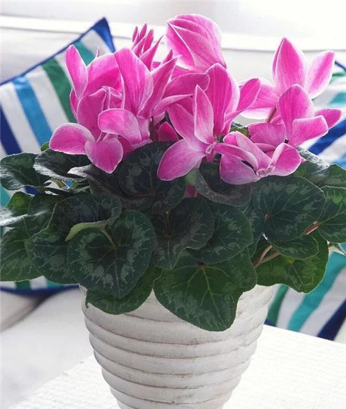 常見的旺家花卉,家里有嗎