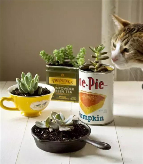 誰說養花插花一定得用花瓶？