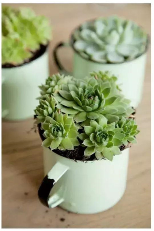 誰說養花插花一定得用花瓶？