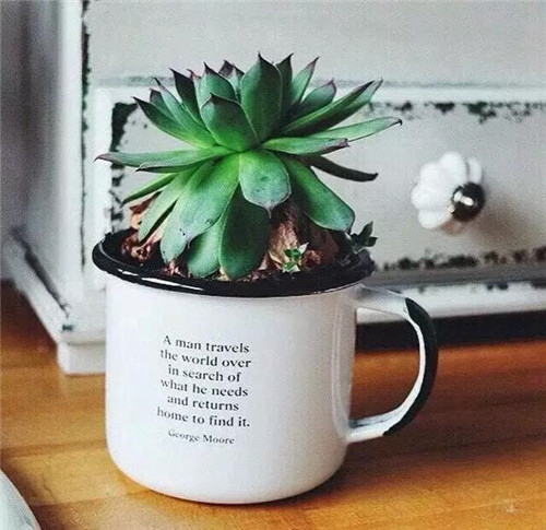 誰說養花插花一定得用花瓶？