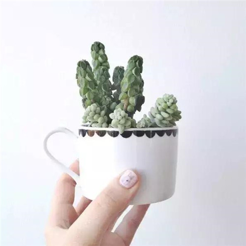 誰說養花插花一定得用花瓶？