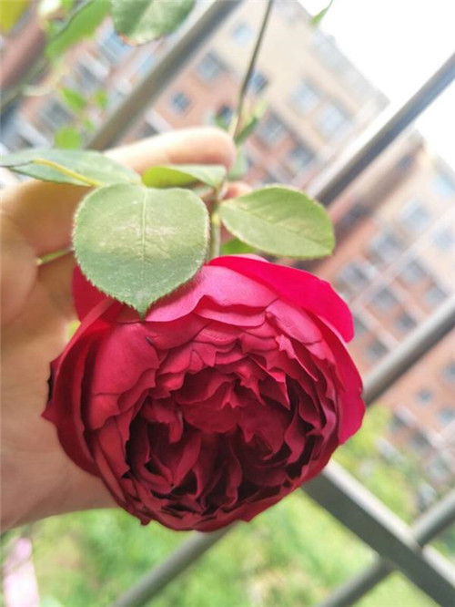 這種盆栽花卉，四季開花不斷，花大香濃