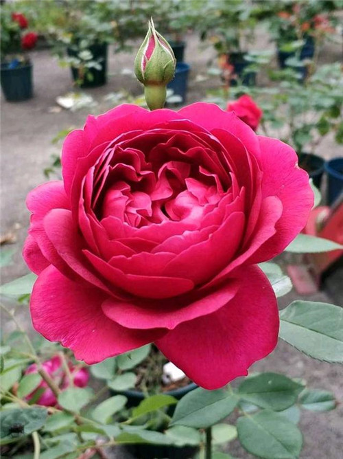 這種盆栽花卉，四季開花不斷，花大香濃