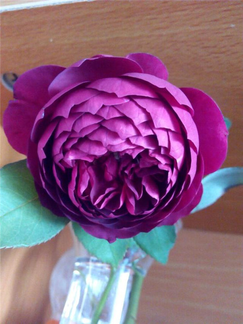 這種盆栽花卉，四季開花不斷，花大香濃