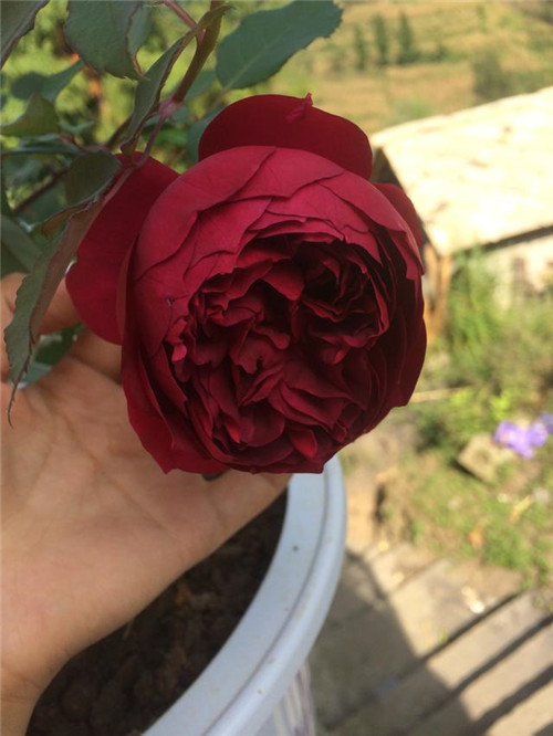 這種盆栽花卉，四季開花不斷，花大香濃