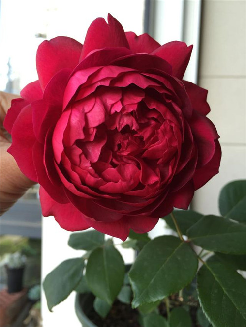 這種盆栽花卉，四季開花不斷，花大香濃